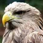 Eagle´s Face