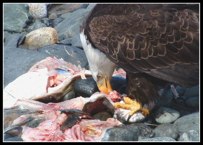 Eagles Feast