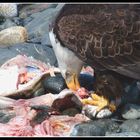 Eagles Feast