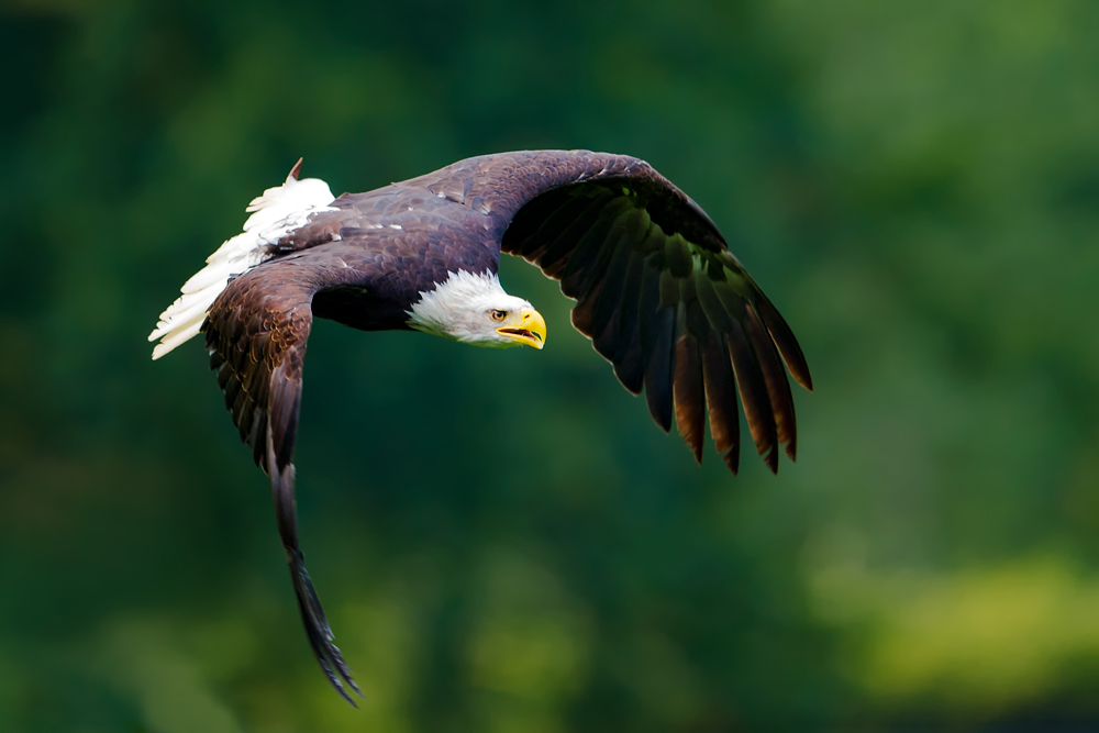 "Eagle`s fly"II