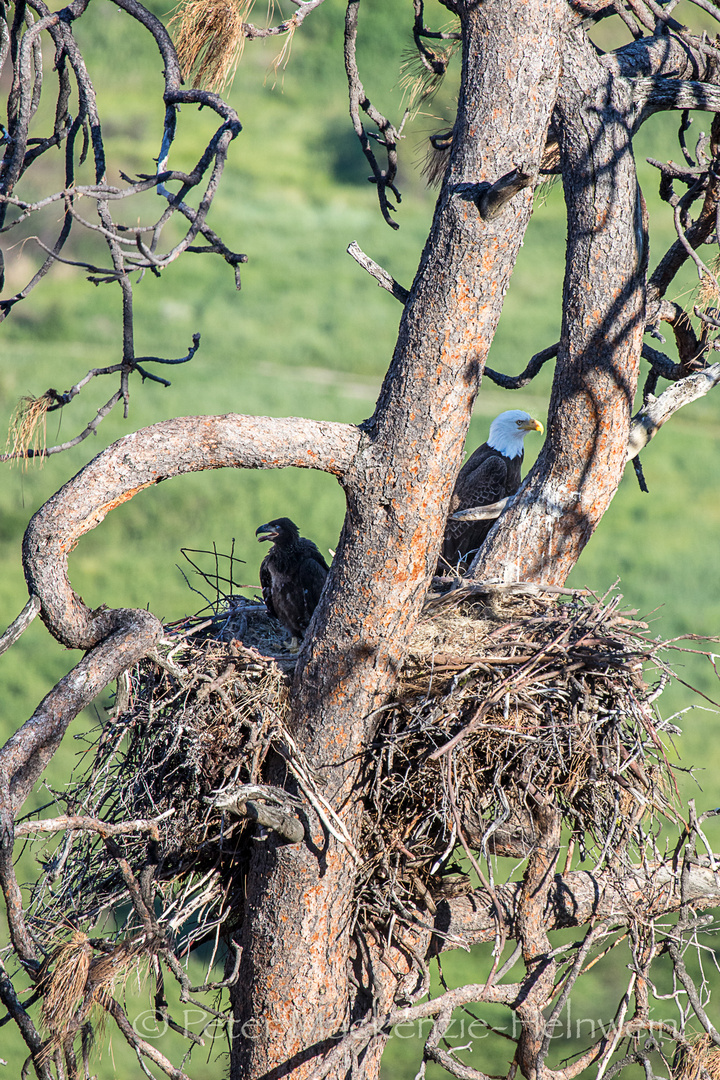 Eaglet in the nest