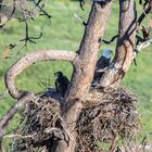 Eaglet in the nest