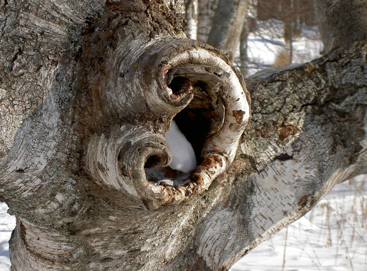 Ear of the forest