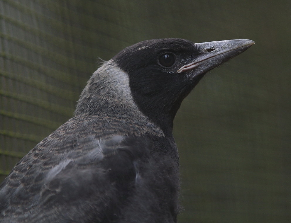 "Earl-grey " soeben ausgeflogener Flötenvogel
