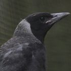 "Earl-grey " soeben ausgeflogener Flötenvogel