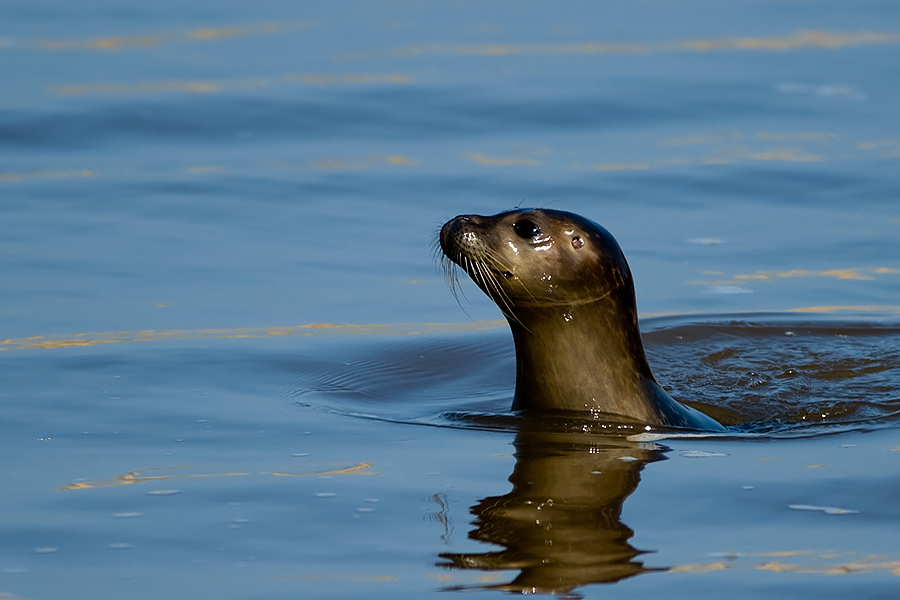 Earless seal 02