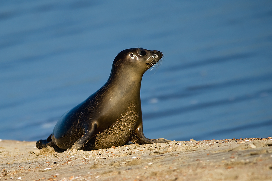 Earless seal 03