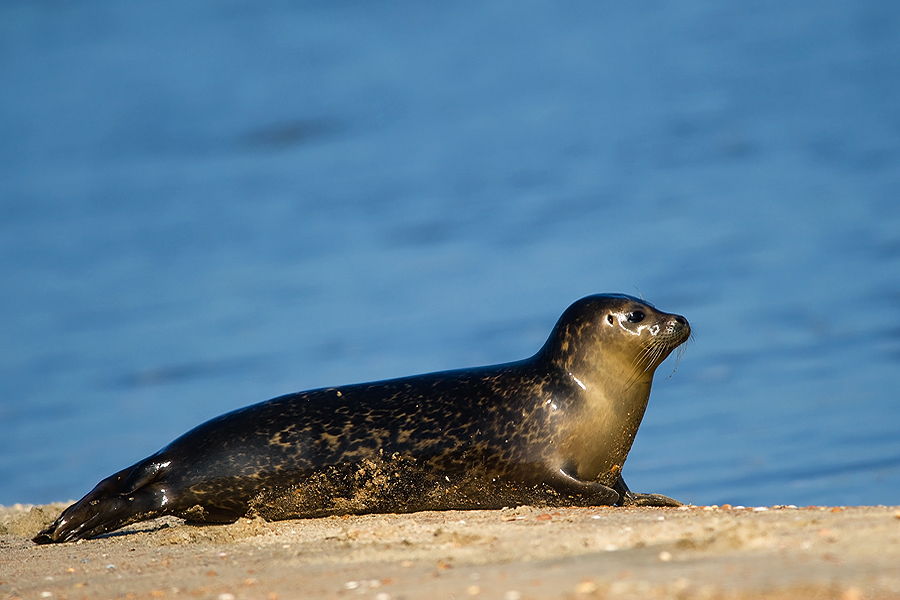 Earless seal 04