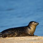 Earless seal 04