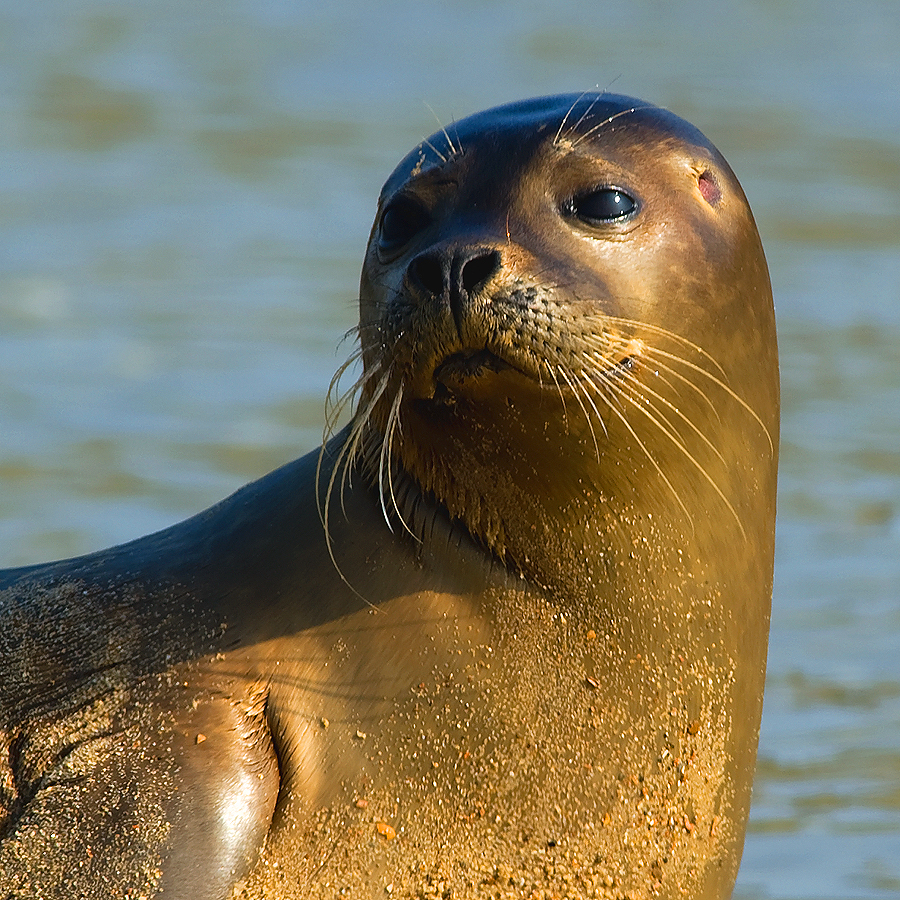 Earless seal 05