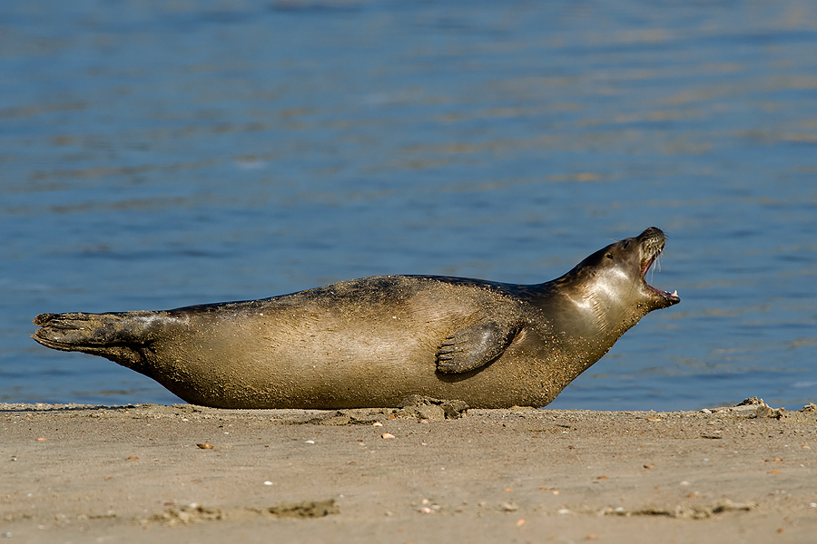 Earless seal 06