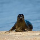 Earless seal