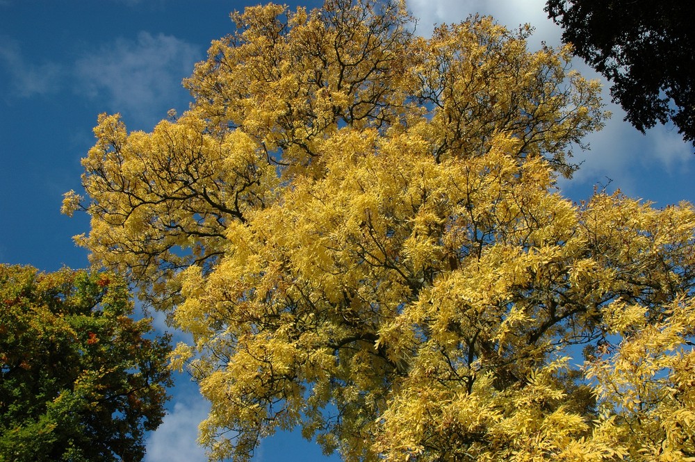 early autumn