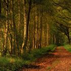 early autumn forest light