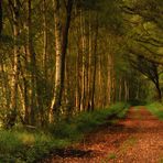 early autumn forest light