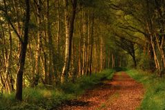 early autumn forest light