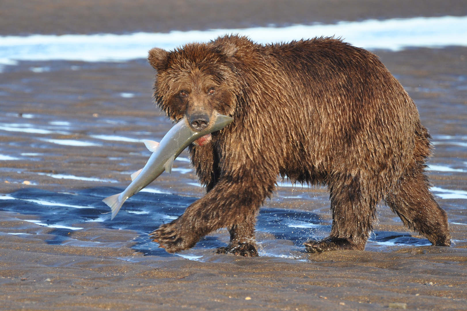 Early bear catches the salmon