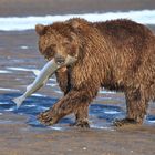 Early bear catches the salmon