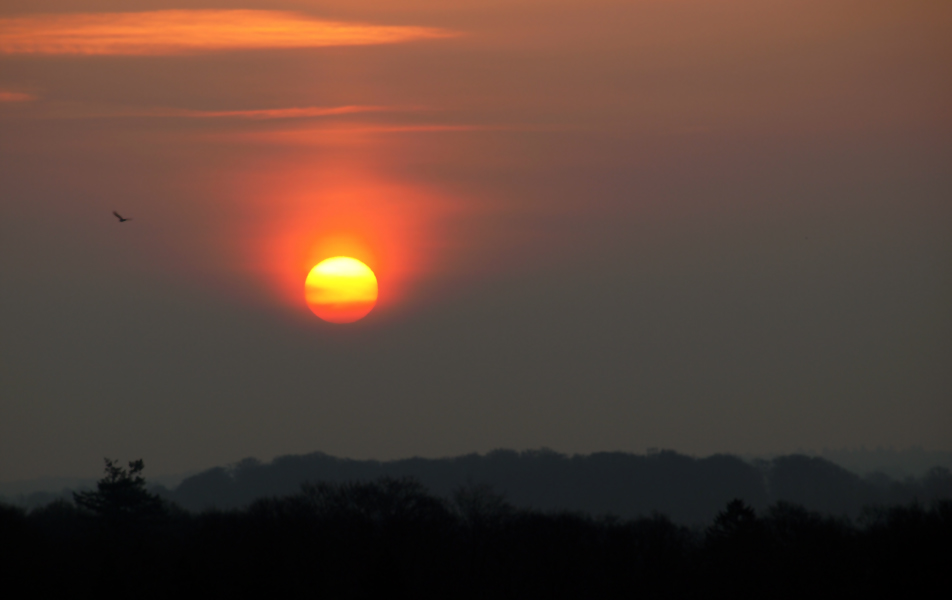 Early Bird catches the Sun