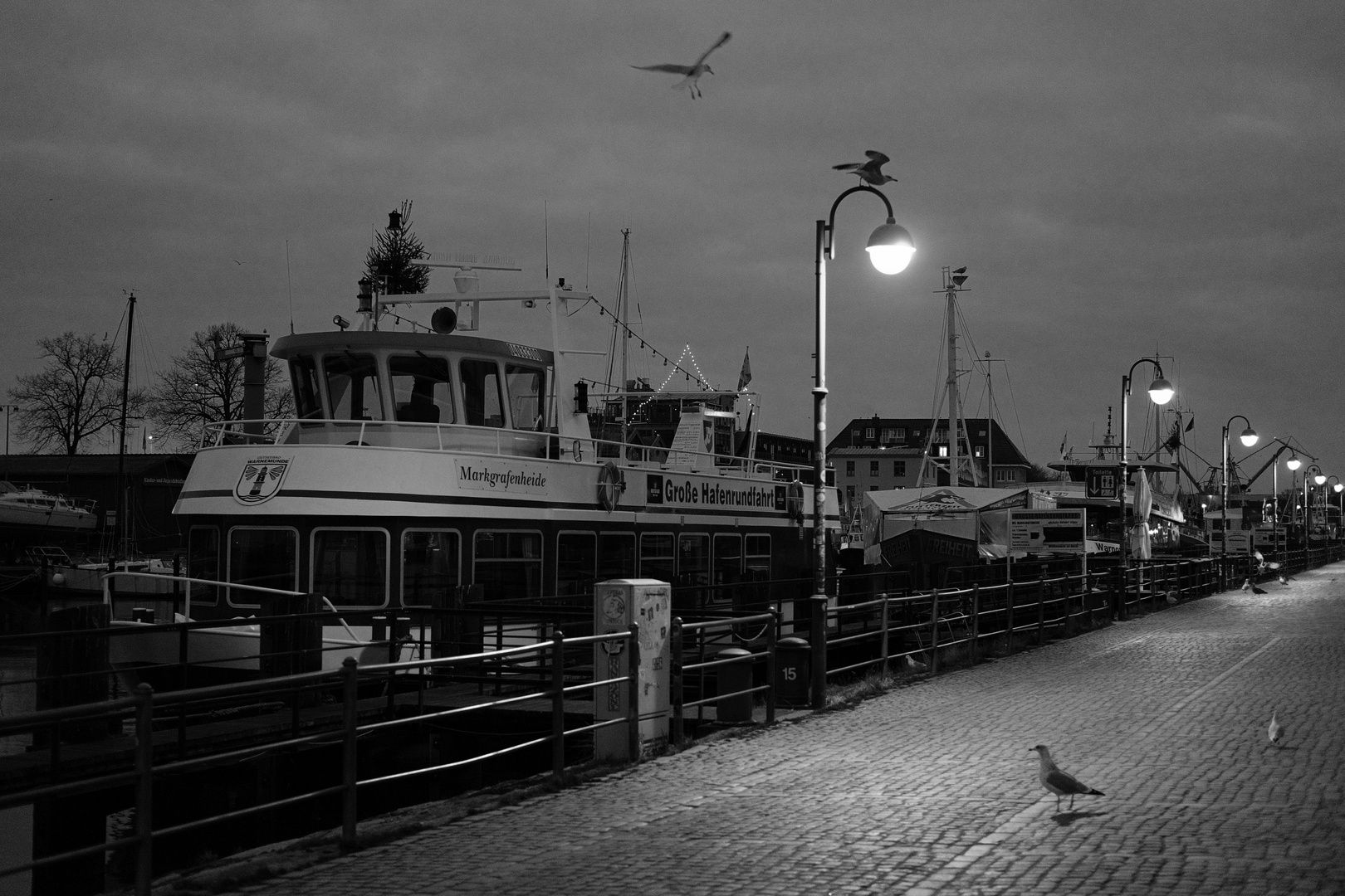 early birds - at Warnemünde "Alter Strom"