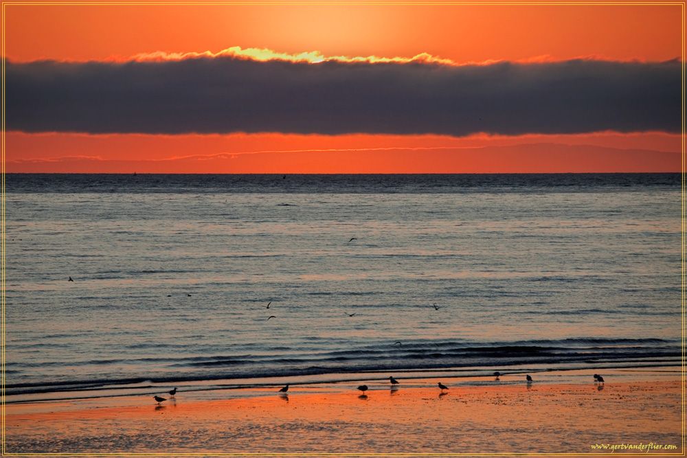 Early birds in real colours