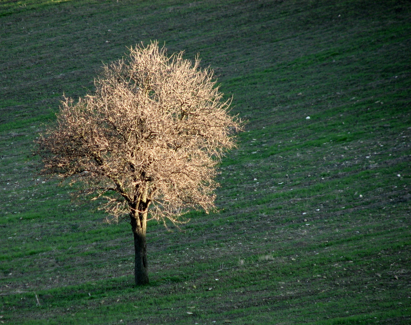 EARLY BLOOMING IN FEBRUARY