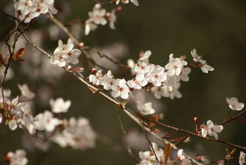 early blossom