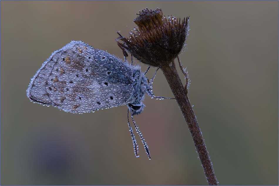 ~ Early Blue ~