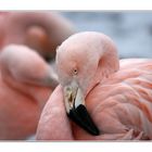 --- early flamingo ---