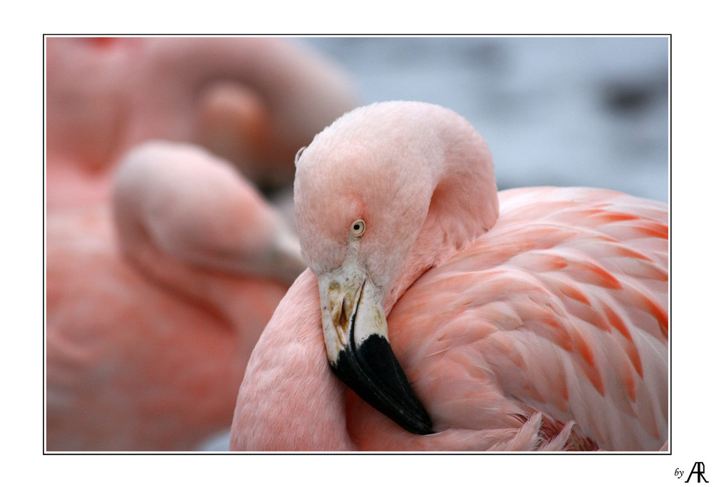 --- early flamingo ---