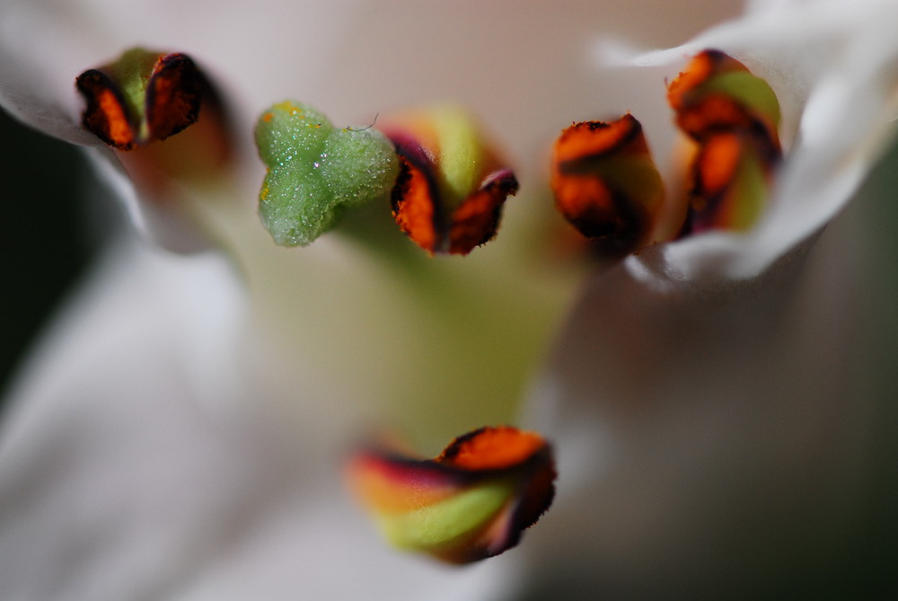 early flower