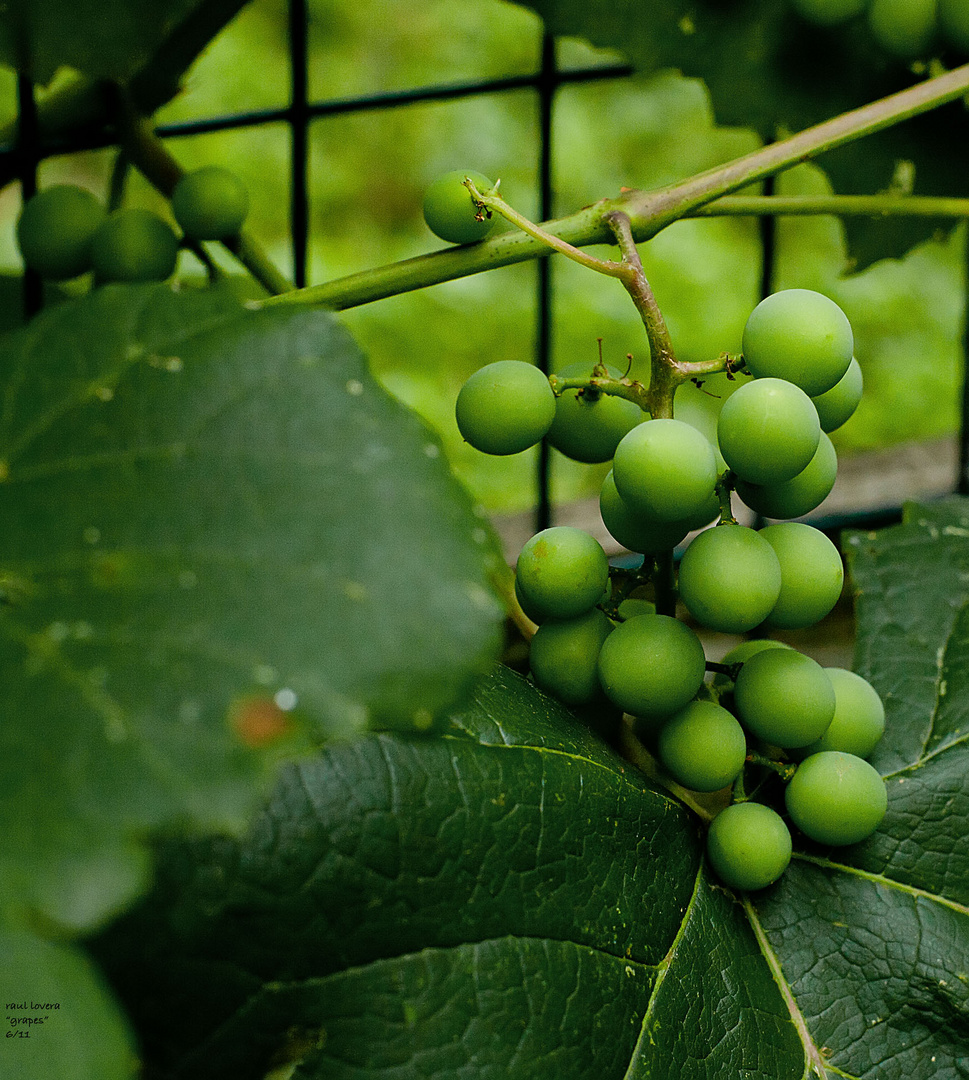 early grapes