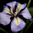 Early Iris