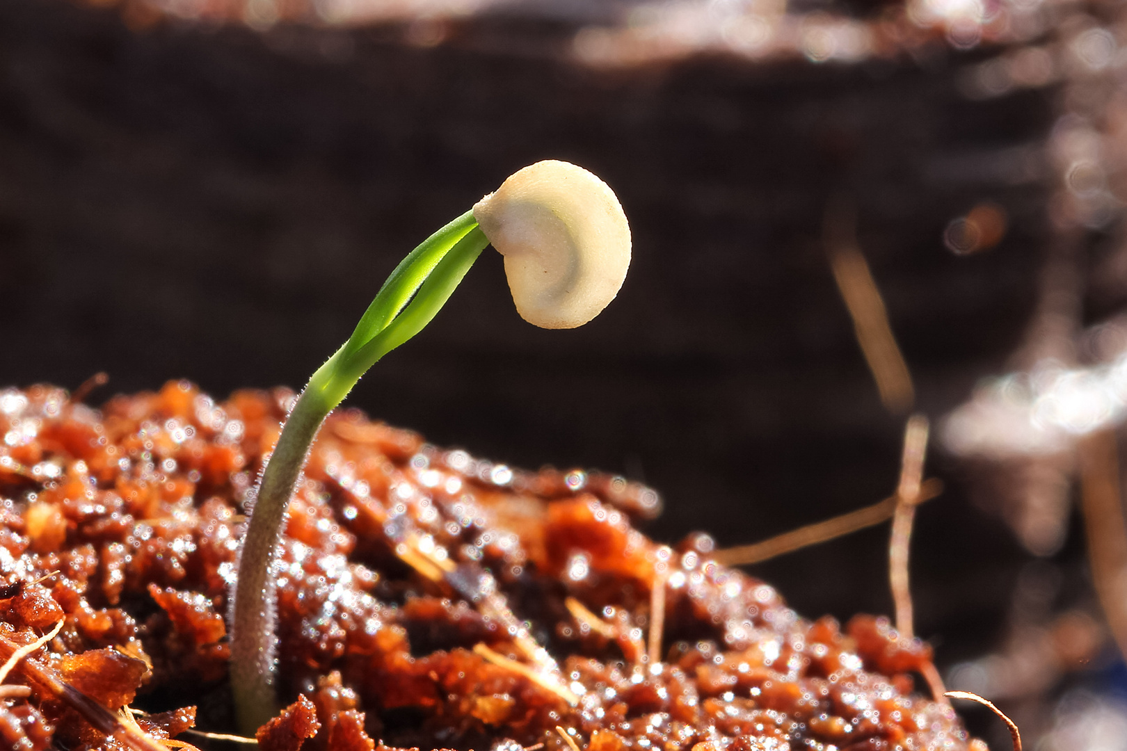 Early Jalapeno Chili