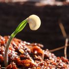 Early Jalapeno Chili