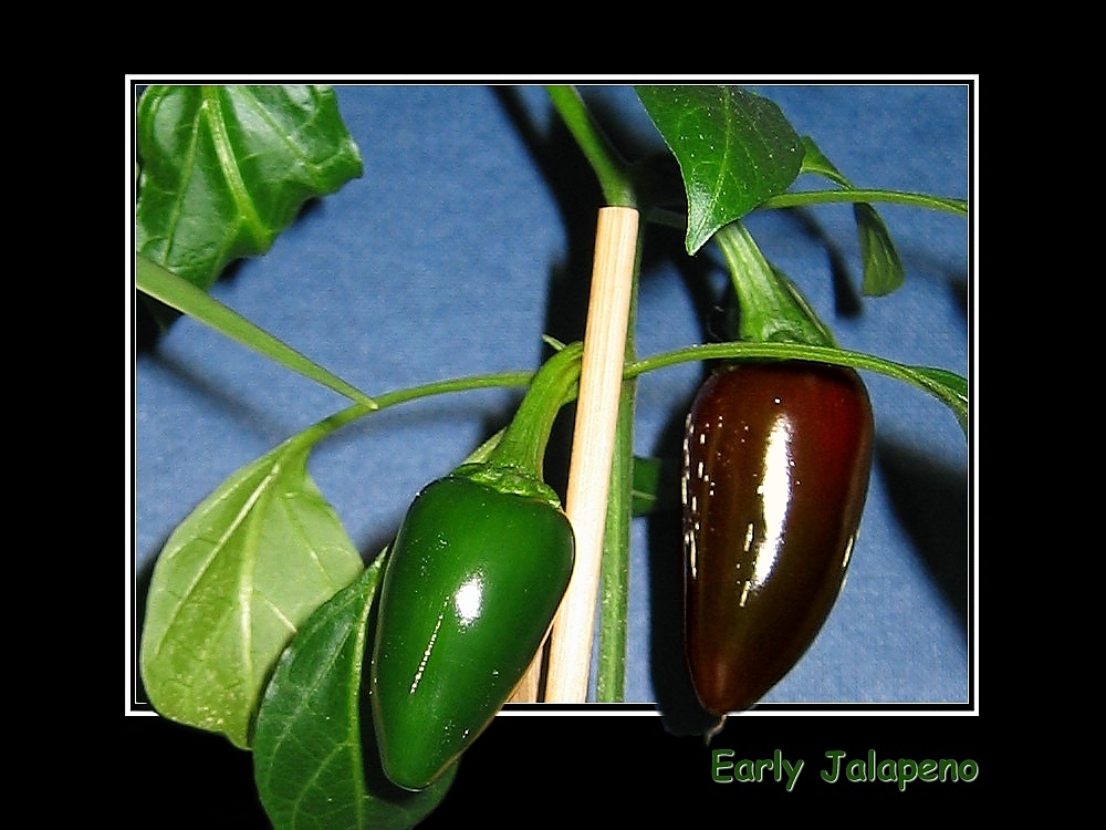 Early Jalapeno - zum zweiten !