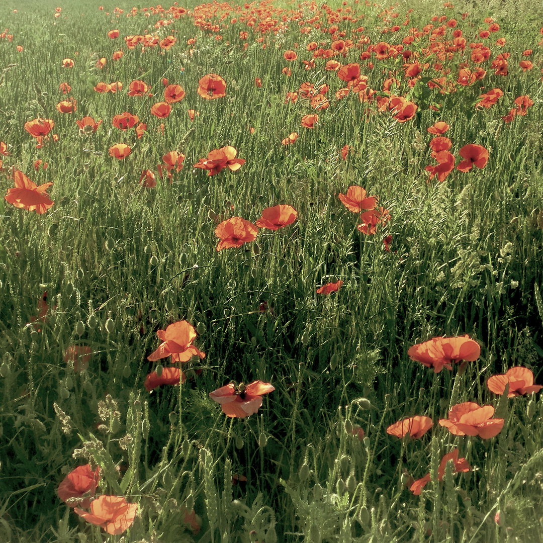 early light on poppies