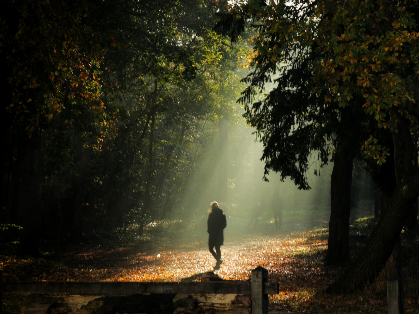 Early moning in the parc