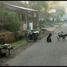 Early morning activities on Bali, the Island of Gods ;-))).