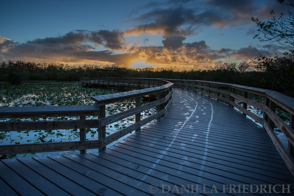 Early Morning at Anhinga Trail