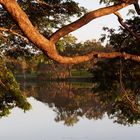 early morning at the Ross River Townsville Queensland