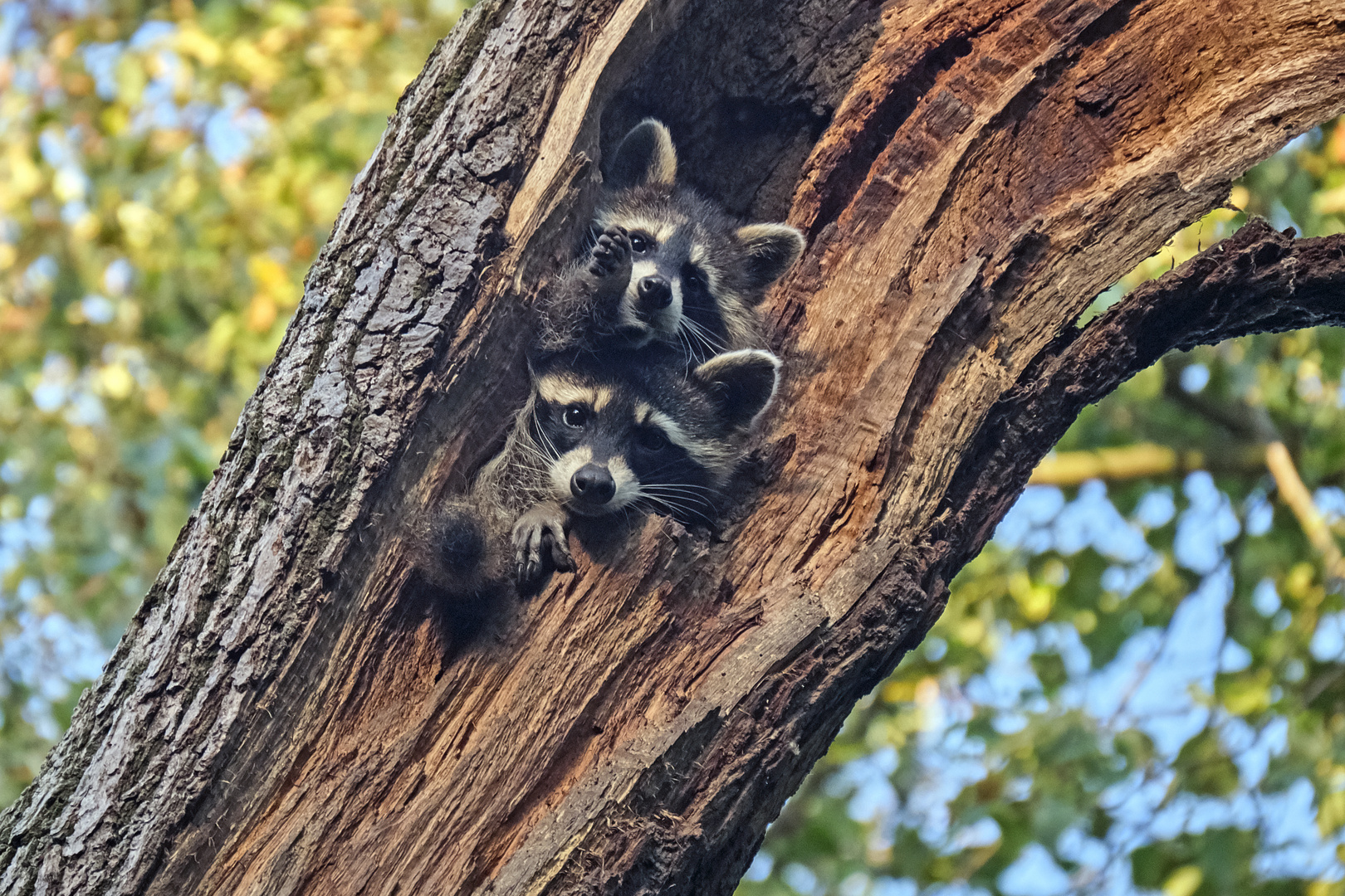 early morning babybears