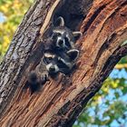 early morning babybears