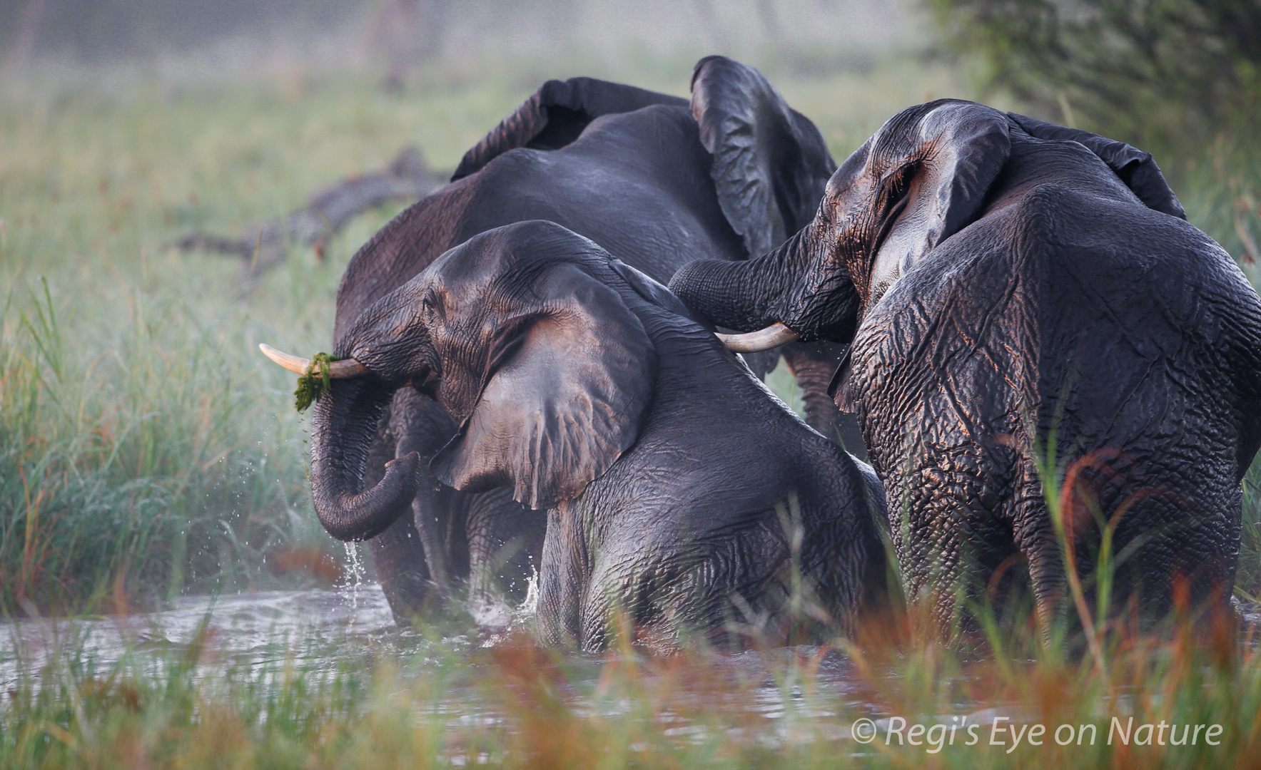 early morning bath