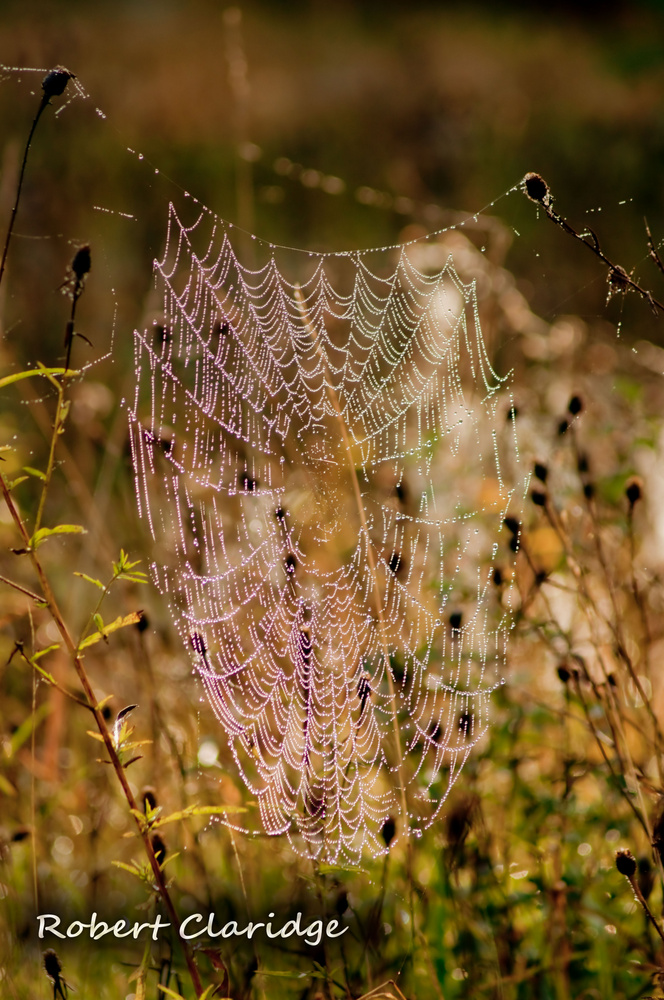 Early morning dew.