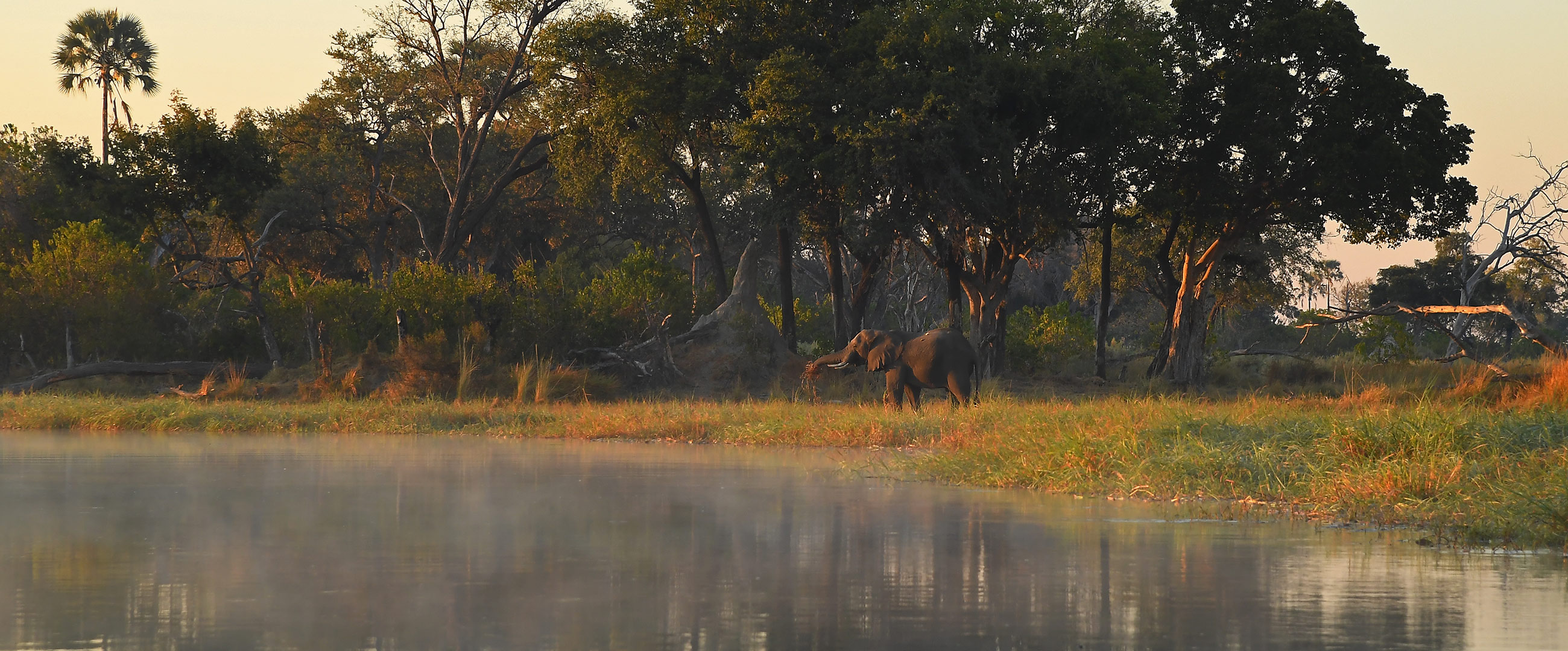 Early morning Elephant