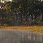 Early morning Elephant