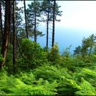 Early Morning Ferns