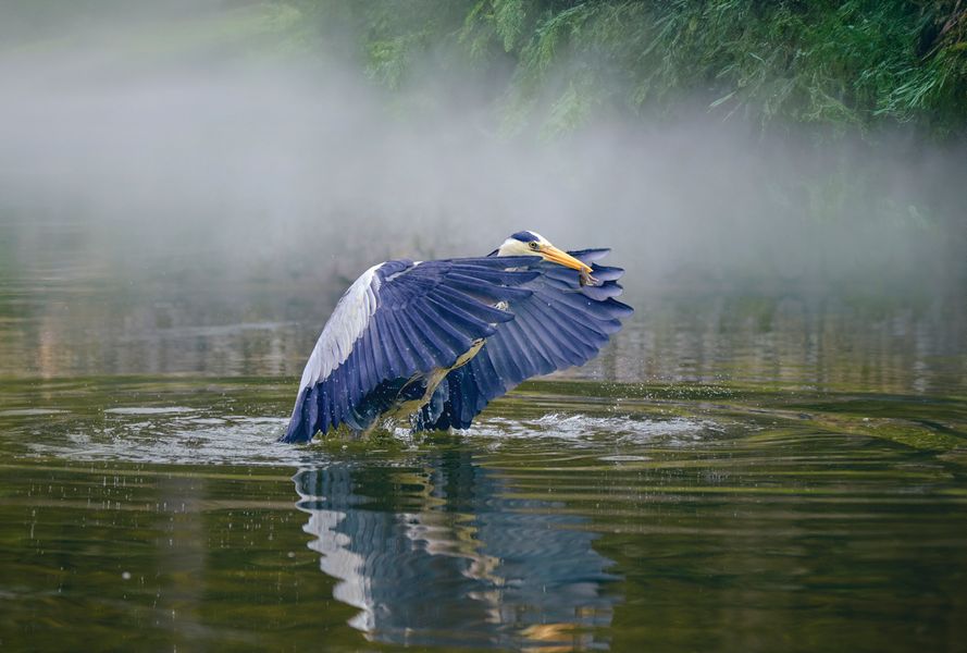 Early Morning Fishing 