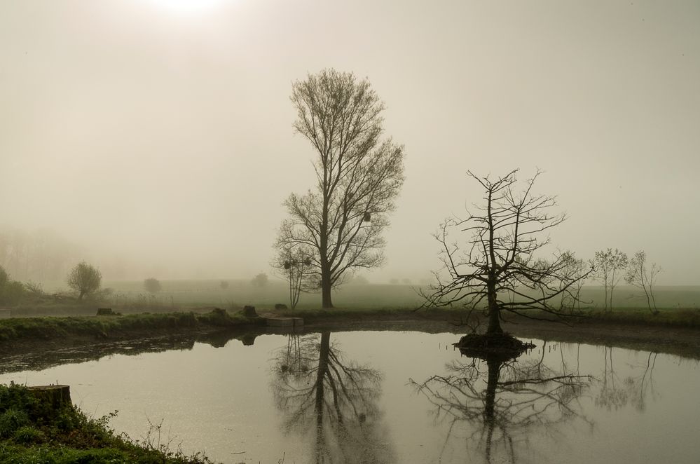 Early morning fog